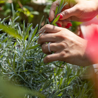 A close-up lifestyle shot of a person's hands with red nail polish holding a green rosemary sprig in a garden, surrounded by green foliage and a blurred pink foreground element.