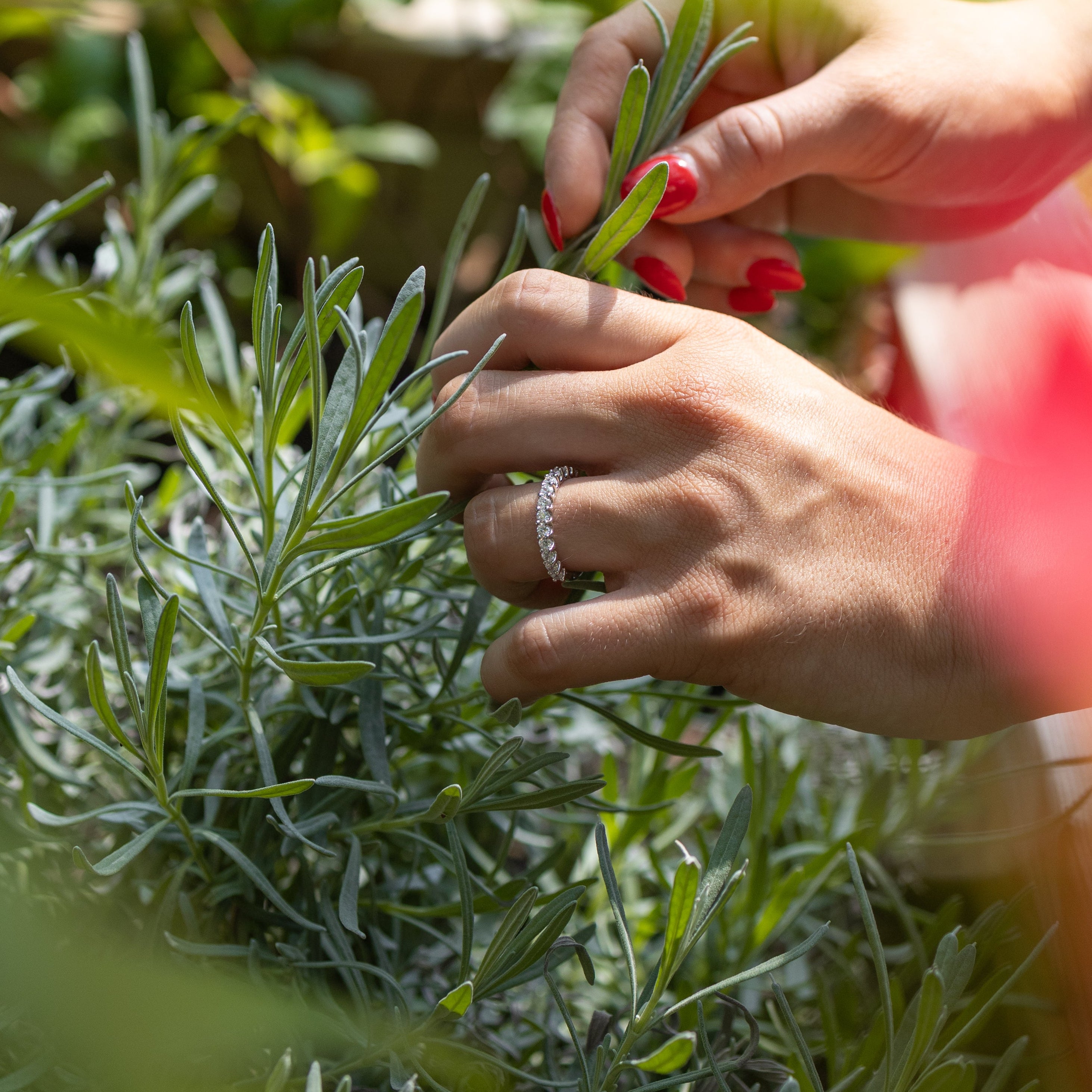 A close-up lifestyle shot of a person's hands with red nail polish holding a green rosemary sprig in a garden, surrounded by green foliage and a blurred pink foreground element.